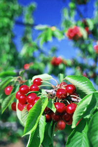 Anteprima Convegno “La frutticoltura italiana e pugliese tra cambiamenti climatici e tendenze del mercato”